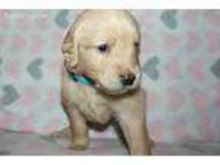 Golden Retriever Puppy for sale in Wichita, KS, USA