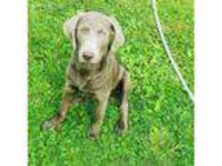 Labrador Retriever Puppy for sale in Corning, NY, USA