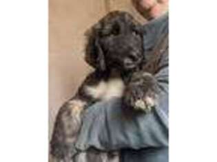 Afghan Hound Puppy for sale in Loma, MT, USA