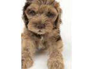 Cavapoo Puppy for sale in Miami, FL, USA