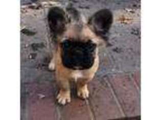French Bulldog Puppy for sale in Fredericksburg, VA, USA