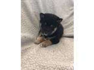 Shiba Inu Puppy for sale in Brighton, CO, USA