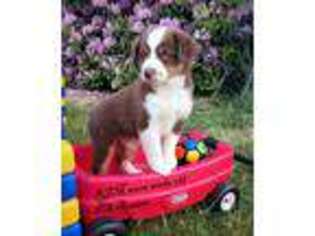 Miniature Australian Shepherd Puppy for sale in Drexel Hill, PA, USA