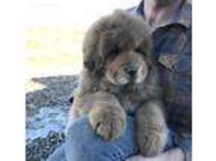 Tibetan Mastiff Puppy for sale in Trinidad, CO, USA