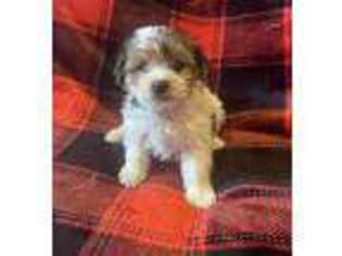 Yorkshire Terrier Puppy for sale in Broken Bow, OK, USA
