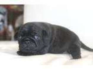 Pug Puppy for sale in RANCHO CORDOVA, CA, USA
