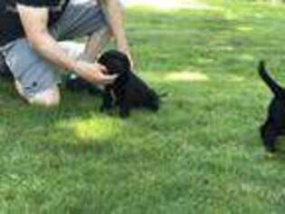 Labrador Retriever Puppy for sale in New Bedford, MA, USA