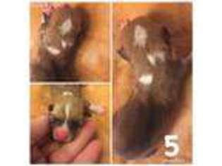 Pembroke Welsh Corgi Puppy for sale in Greenville, MI, USA