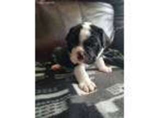 Bulldog Puppy for sale in Irving, TX, USA