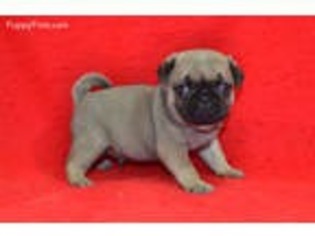 Pug Puppy for sale in Pierce City, MO, USA