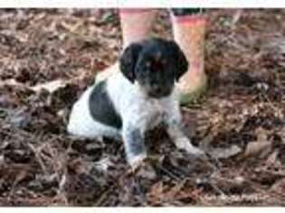 Brittany Puppy for sale in Donalds, SC, USA