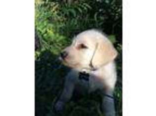 Labradoodle Puppy for sale in Johnson, VT, USA