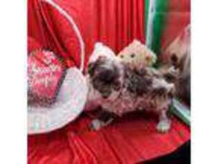 Medium Photo #1 Havanese Puppy For Sale in Vinemont, AL, USA