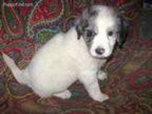 Mutt Puppy for sale in Loyal, WI, USA