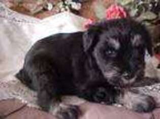 Mutt Puppy for sale in Valley, WA, USA