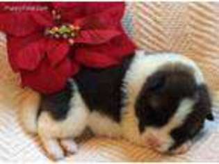 Akita Puppy for sale in Carson City, MI, USA
