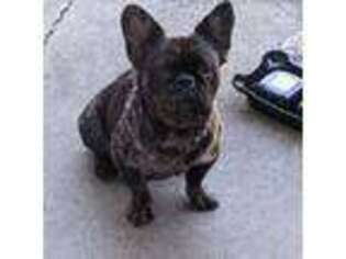 French Bulldog Puppy for sale in Euclid, OH, USA