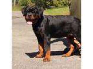 Rottweiler Puppy for sale in Stanton, KY, USA