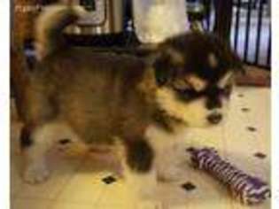 Alaskan Malamute Puppy for sale in Hammond, NY, USA