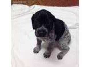 German Shorthaired Pointer Puppy for sale in Utopia, TX, USA