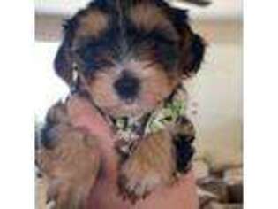 Mutt Puppy for sale in Victorville, CA, USA