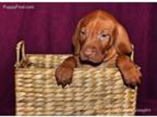 Vizsla Puppy for sale in Knoxville, TN, USA
