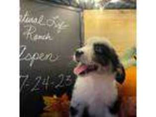 Miniature Australian Shepherd Puppy for sale in Crossville, TN, USA