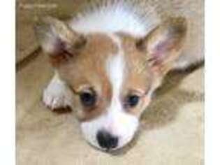 Pembroke Welsh Corgi Puppy for sale in Johnson City, TX, USA