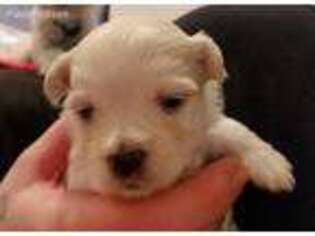 Havanese Puppy for sale in Benson, VT, USA