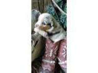 Pembroke Welsh Corgi Puppy for sale in Chickamauga, GA, USA