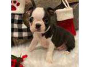 Boston Terrier Puppy for sale in Riverhead, NY, USA