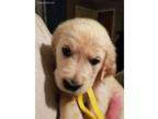 Golden Retriever Puppy for sale in Kenosha, WI, USA