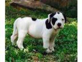 Alapaha Blue Blood Bulldog Puppy for sale in Fort Payne, AL, USA
