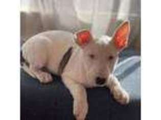 Bull Terrier Puppy for sale in Fairfield, CA, USA