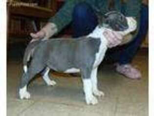 American Staffordshire Terrier Puppy for sale in Coeur D Alene, ID, USA