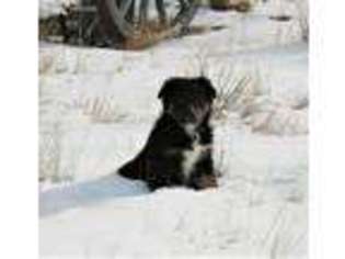 Australian Shepherd Puppy for sale in Roundup, MT, USA