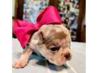 French Bulldog Puppy for sale in Homer, GA, USA