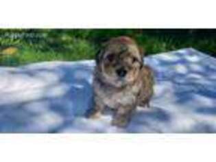 Havanese Puppy for sale in Troutdale, OR, USA