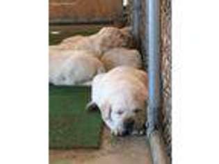 Labrador Retriever Puppy for sale in Gilbert, AZ, USA