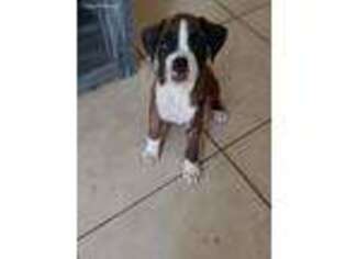 Boxer Puppy for sale in Bartow, FL, USA