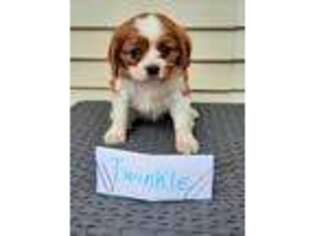 Cavalier King Charles Spaniel Puppy for sale in Polson, MT, USA