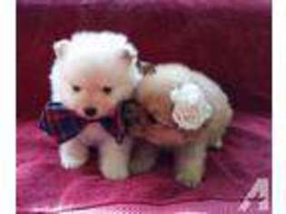 Pomeranian Puppy for sale in CHEHALIS, WA, USA