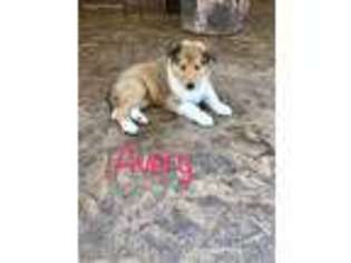 Collie Puppy for sale in Granbury, TX, USA