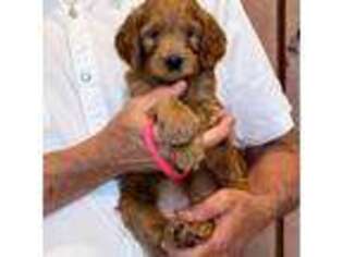Mutt Puppy for sale in Glendale, AZ, USA