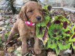 Goldendoodle Puppy for sale in Leona, TX, USA