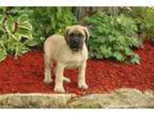 Mastiff Puppy for sale in New Haven, IN, USA
