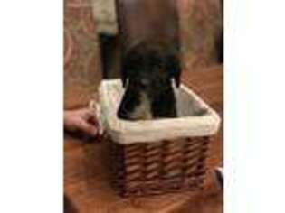 Mutt Puppy for sale in Fouke, AR, USA