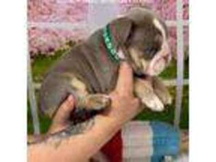 Bulldog Puppy for sale in Corpus Christi, TX, USA
