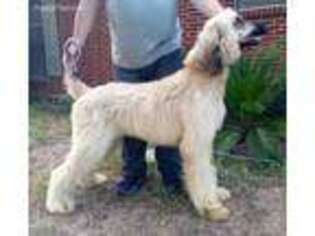 Afghan Hound Puppy for sale in Itasca, TX, USA