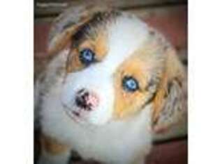Pembroke Welsh Corgi Puppy for sale in Eubank, KY, USA